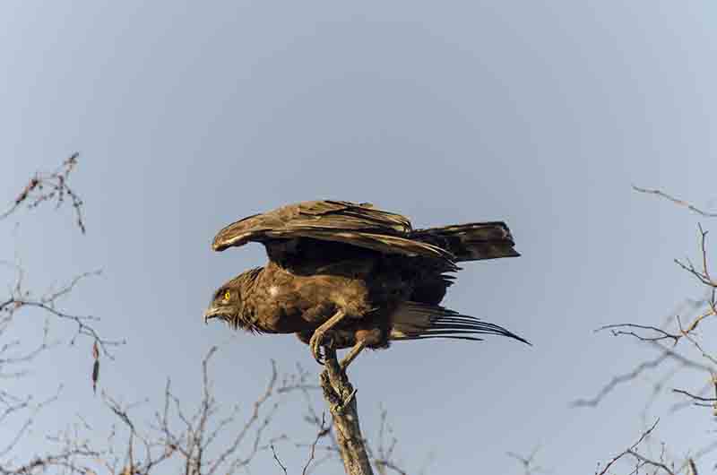 Águila Black Kite - parque nacional Kruger - Sudáfrica 1.jpg
